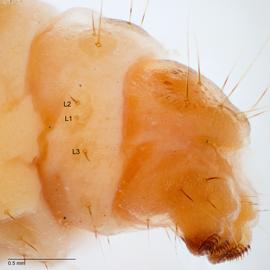 Fig. 5: A9 and A10