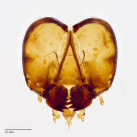 Fig. 10: Head