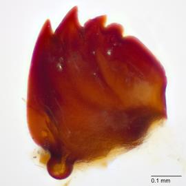 Fig. 12: Mandible