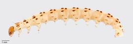 Fig. 1: Late instar, lateral view