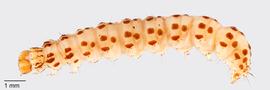 Fig. 2: Late instar, dorsolateral view
