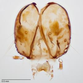 Fig. 6: Head