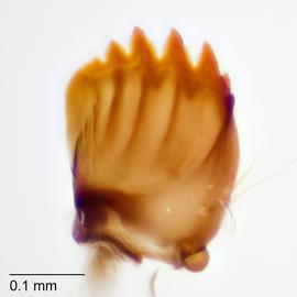 Fig. 8: Mandible