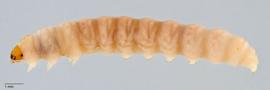 Fig. 2: Late instar, lateral view