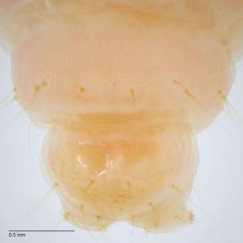 Fig. 7: D1, SD1 on A9