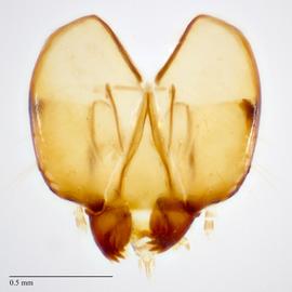 Fig. 6: Head