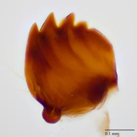 Fig. 9: Mandible
