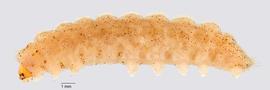 Fig. 1: Late instar, lateral view