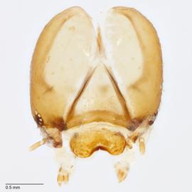 Fig. 6: Head