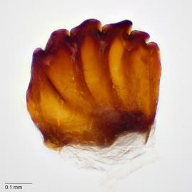 Fig. 8: Mandible