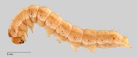 Fig. 2: Late instar, lateral view