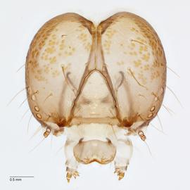 Fig. 6: Head