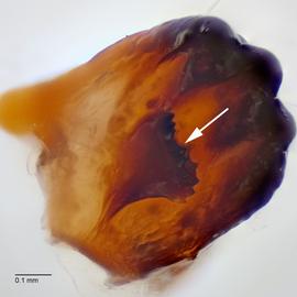 Fig. 7: Mandible