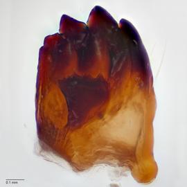 Fig. 8: Mandible