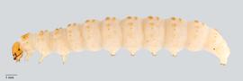 Fig. 1: Late instar, lateral view