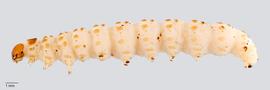 Fig. 2: Late instar, lateral view