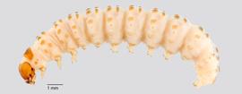 Fig. 3: Late instar, lateral view