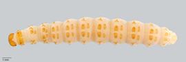 Fig. 4: Late instar, dorsal view