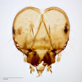 Fig. 8: Head