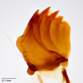 Fig. 10: Mandible