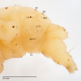 Fig. 2: A9