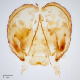 Fig. 5: Head