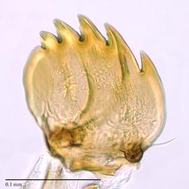Fig. 7: Mandible
