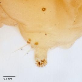 Fig. 3: Proleg