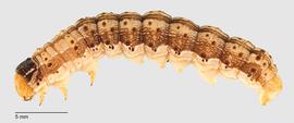 Fig. 4: Late instar  Helicoverpa zea 