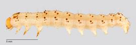 Fig. 3: Mid-instar, lateral view