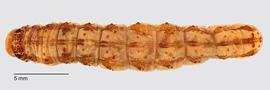 Fig. 4: Late instar, dorsal view