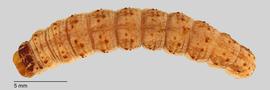Fig. 5: Late instar, dorsal view