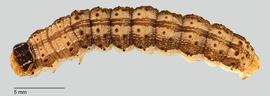 Fig. 6: Late dorsal, lateral view