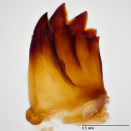 Fig. 13: Mandible