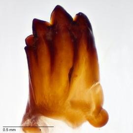 Fig. 14: Mandible