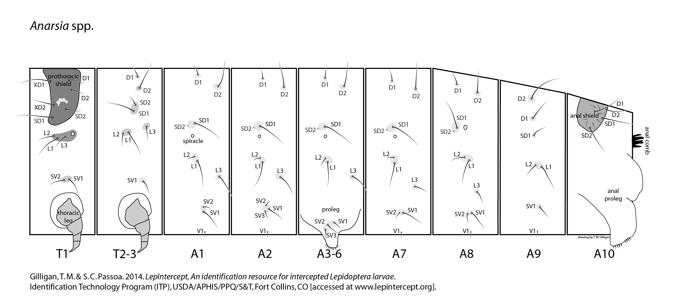 setal map