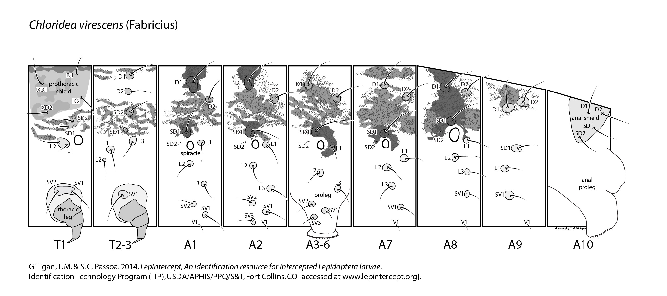 setal map