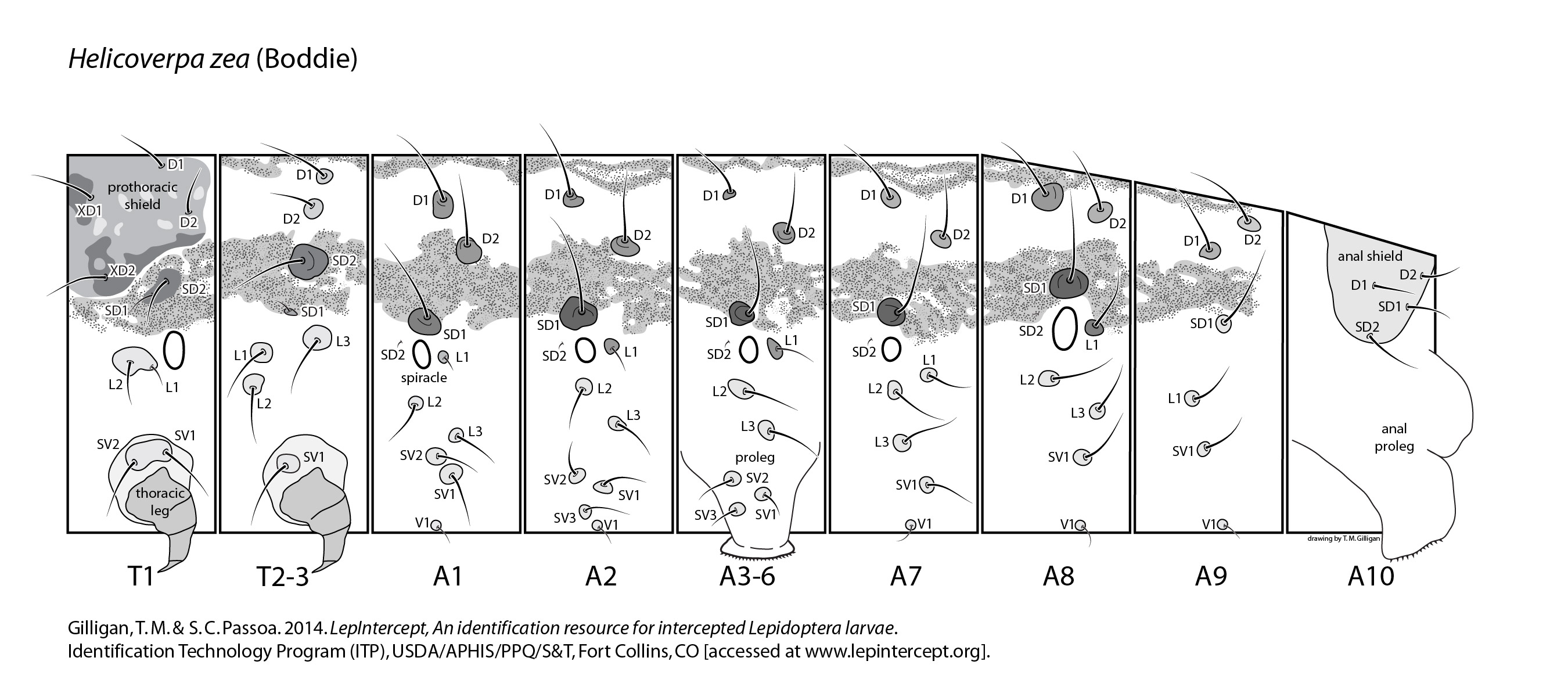 setal map