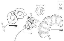  Fruit and seed:  A. jupunba  (C.L. von Willdenow) Britton & E.P. Killip - top left fruit cluster, bottom left dehiscent fruit;  A. jupunba  (C.L. von Willdenow) Britton & E.P. Killip var.  trapezifolia  (M.H. Vahl) Barneby & J.W. Grimes - bottom right single fruit, top center seed in situ.
