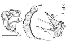  Fruit and seed:  A. laeta  (G. Bentham) R.C. Barneby & J.W. Grimes - fruits.
