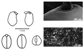  Cotyledon, embryo, and testa:  A. precatorius  C. Linnaeus - embryo, cotyledons, and testa SEMs.
