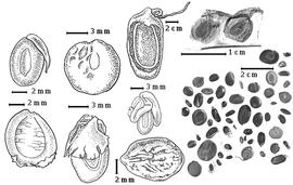  Seed:  A. coriacea  A.P. de Candolle - 2nd row bottom seed topography;  A. cyclops  A. Cunningham ex G. Don - 3rd row center seed topography;  A. nebrownii  Burtt Davy - 3rd row bottom seed topography;  A. grandicornuta  Gerstner - 3rd row top seed topography;  A. harmandiana  (J.B.L.) Gagnepain - 1st row bottom seed topography, 4th row top seeds in situ;  A. heterophylla  C.L. von Willdenow - 2nd row top seed topography;  A. vestita  Ker-Gawler - 1st row top seed topography; A. spp. - 4th row bottom seeds.
