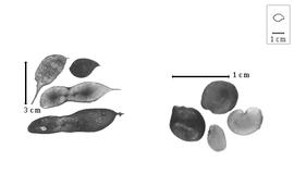  Fruit and seed:  A.  spp. - fruits and seeds.
