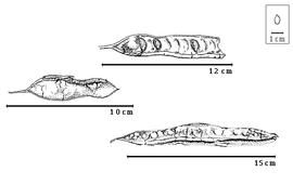  Fruit:  A. fraxinifolius  G.A.W. Arnott & R. Wight - left and bottom dehisced fruits, top seeds in situ.
