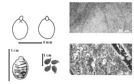  Seed, cotyledon, embryo, and testa:  A. fraxinifolius  G.A.W. Arnott & R. Wight - top left cotyledon cordate and investing exposed radicle (L) and embryonic axis (R), bottom left seed topography, bottom left center seeds, testa SEMs.
