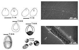  Seed, cotyledon, embryo, and testa:  A. abrosperma  F.J.H. von Mueller - bottom far left seed topography;  A. bicolor  Moon - top left center cotyledons concealing radicle (L) and embryonic axis (R), left center seed topography;  A. pavonina  C. Linnaeus var.  microsperma  (Teijsman & Binnendijk) I.C. Nielsen - far left center seed topography;  A. pavonina  C. Linnaeus var.  pavonina  - top far left cotyledons concealing radicle (L) and embryonic axis (R), and testa SEMs;  A.  spp. - bottom left center seeds.
