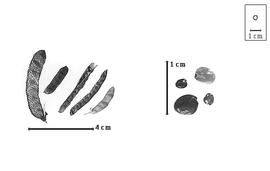  Fruit and seed:  A.  spp. - fruits (closed and dehisced) and seeds.
