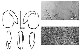  Cotyledon, embryo, and testa:  A. decorticans  P.E. Boissier - embryo, cotyledons, and testa SEMs.
