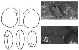  Cotyledon, embryo, and testa:  A. punctatus  (M. Micheli) H.A.T. Harms - embryo, cotyledons, and testa SEMs.
