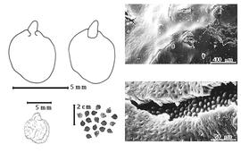  Seed, cotyledon, embryo, and testa:  A. pechuelii  (C.E.O. Kuntze) Torre & Hillcoat - top left cotyledons auriculate and concealing only basal margins of radicle (L) and embryonic axis (R), bottom far left seed topography, bottom left center seeds, testa SEMs.
